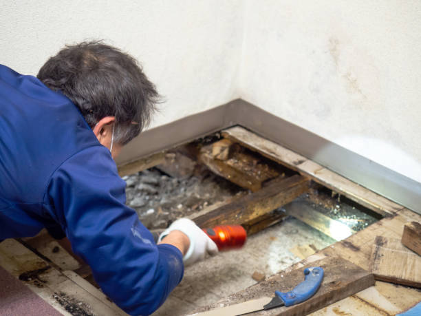 Best Mold Remediation  in Meridian, PA
