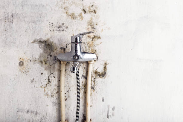 Best Emergency Mold Removal  in Meridian, PA