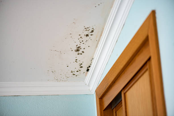 Best Mold Removal Company Near Me  in Meridian, PA
