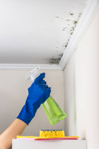 Best Residential Mold Removal  in Meridian, PA